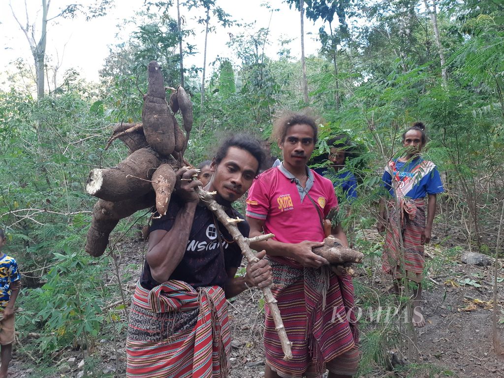 Warga suku Boti memanen singkong dari kebun mereka tak jauh dari permukiman Kampung Boti, Kecamatan Kie, Kabupaten Timor Tengah Selatan, Nusa Tenggara Timur, pada 6 Agustus 2023. Mereka berdaulat secara pangan.