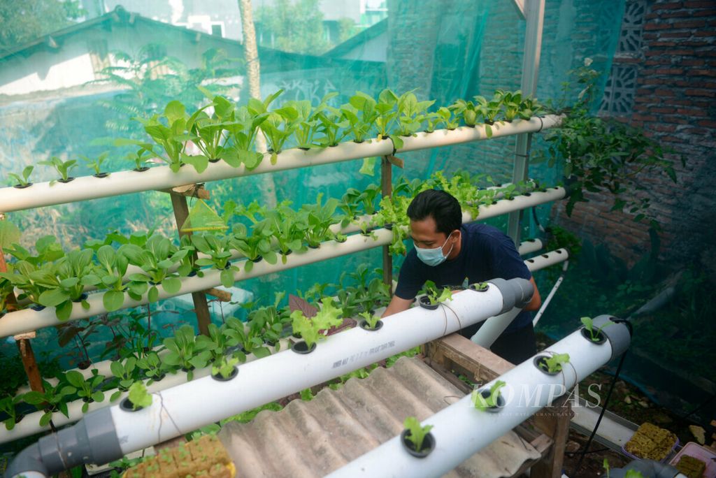 Joko berada di tengah instalasi pipa untuk penanaman sayur dengan metode hidroponik di Kampung Ngesrep, Kecamatan Tembalang, Kota Semarang, Jawa Tengah, Minggu (20/3/2021).