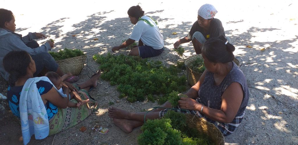 Perempuan-perempuam Desa Tablolong, Kabupaten Kupang, merangkai bibit rumput laut di tali, Senin (23/3/2023).