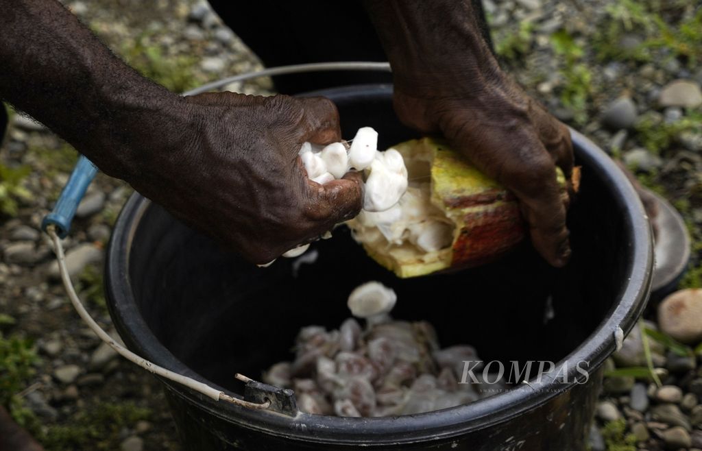 Petani kakao, Jonewas Wenda, mengeluarkan biji cokelat yang telah dipanen di kebun di Kampung Utikini 2, Disrik Kuala, Kabupaten Mimika, Papua, Jumat (18/3/2022). 