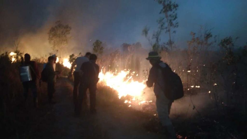 ILUSTRASI. Kawasan padang ilalang di Taman Nasional Way Kambas, Lampung Timur, terbakar, Minggu (6/10/2019). 