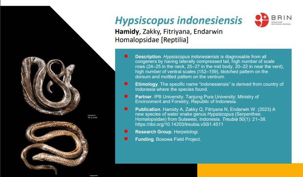Jenis ular <i>Hypsiscopus indonesiensis</i> yang ditemukan oleh peneliti BRIN di Sulawesi.