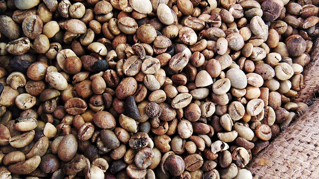 Biji kopi robusta dipamerkan dalam peringatan Hari Kopi Internasional di Lampung, pada Jumat (29/9) hingga Minggu (1/10).