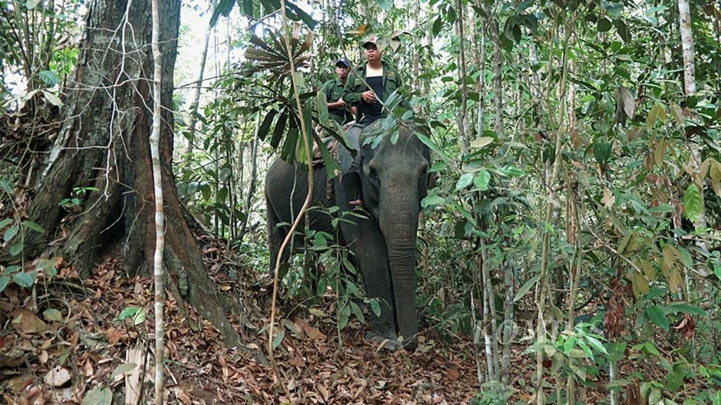 Tiga gajah jinak dari Pusat Pelatihan Gajah Minas, Riau, didatangkan ke wilayah Muara Tabir, Kabupaten Tebo, Jambi, untuk menggiring gajah-gajah liar menuju habitat baru dalam proses translokasi gajah, Rabu (26/9/2018).