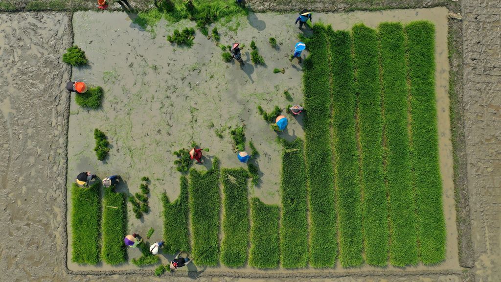 Foto udara buruh tani mencabuti bibit padi yang berumur 15 hari untuk dipindahkan ke lahan pertanaman di Desa Sukamaju, Kecamatan Tambelang, Kabupaten Bekasi, Rabu (24/8/2022).