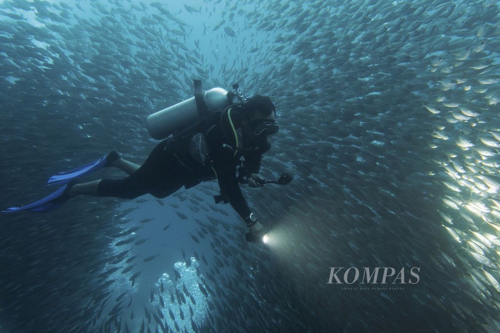 Keberadaan kawanan ikan merupakan salah satu daya tarik utama wisata selam di bawah dermaga Pulau Arborek, Raja Ampat, Papua Barat, Selasa (1/6/2021). Pesona alam bawah laut menjadi daya tarik utama bagi sektor wisata Raja Ampat. 