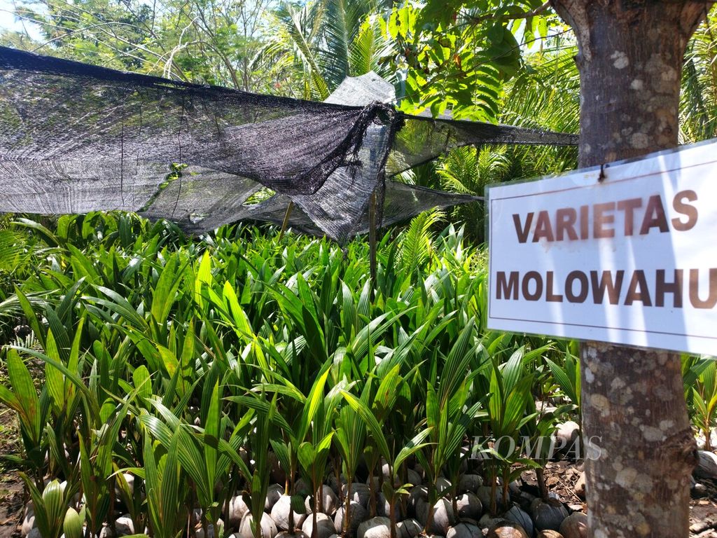 Bibit-bibit kelapa dalam varietas Molowahu berusia sekitar enam bulan hasil pembibitan CV Hati Mas, di Desa Dunggala, Kecamatan Batudaa, Kabupaten Gorontalo, Gorontalo, Sabtu (23/9/2023). 