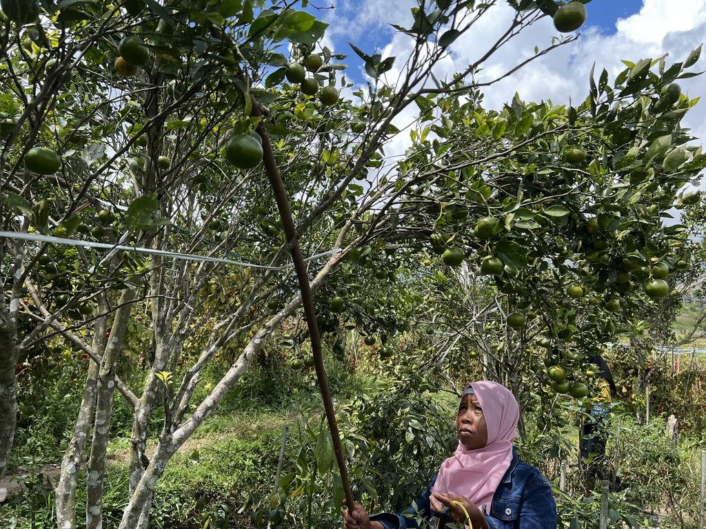 Wisatawan menggunakan galah untuk mengambil buah jeruk di kebunnya di Sembalun, Lombok Timur, Nusa Tenggara Barat, Senin (5/9/2022). Memetik jeruk langsung di kebun kini jadi salah satu paket wisata yang bisa dipilih saat berada di Sembalun.