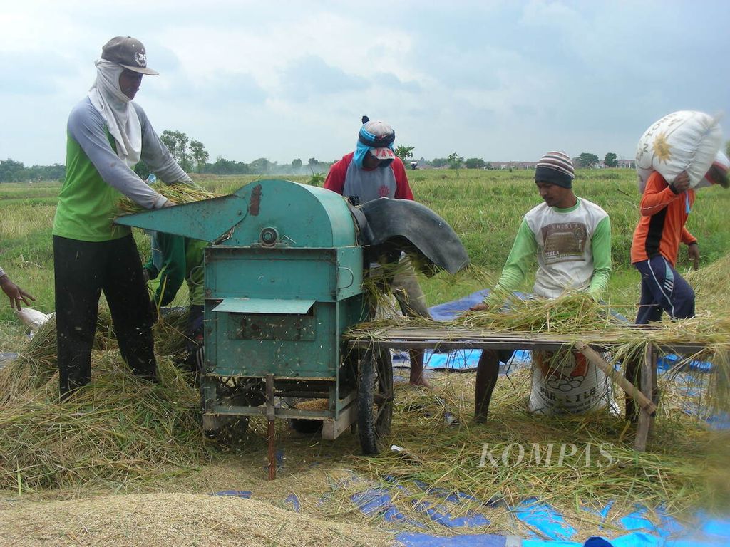 Petani di Desa Bakalanpule, Kecamatan Tikung, Kabupaten Lamongan, Jawa Timur, Kamis (8/2/2018), panen padi. Sebagian petani di desa tersebut sudah menerapkan pertanian organik, seperti menggunakan air kencing kelinci untuk mencegah hama penggerek batang atau sundep dan mengusir tikus.