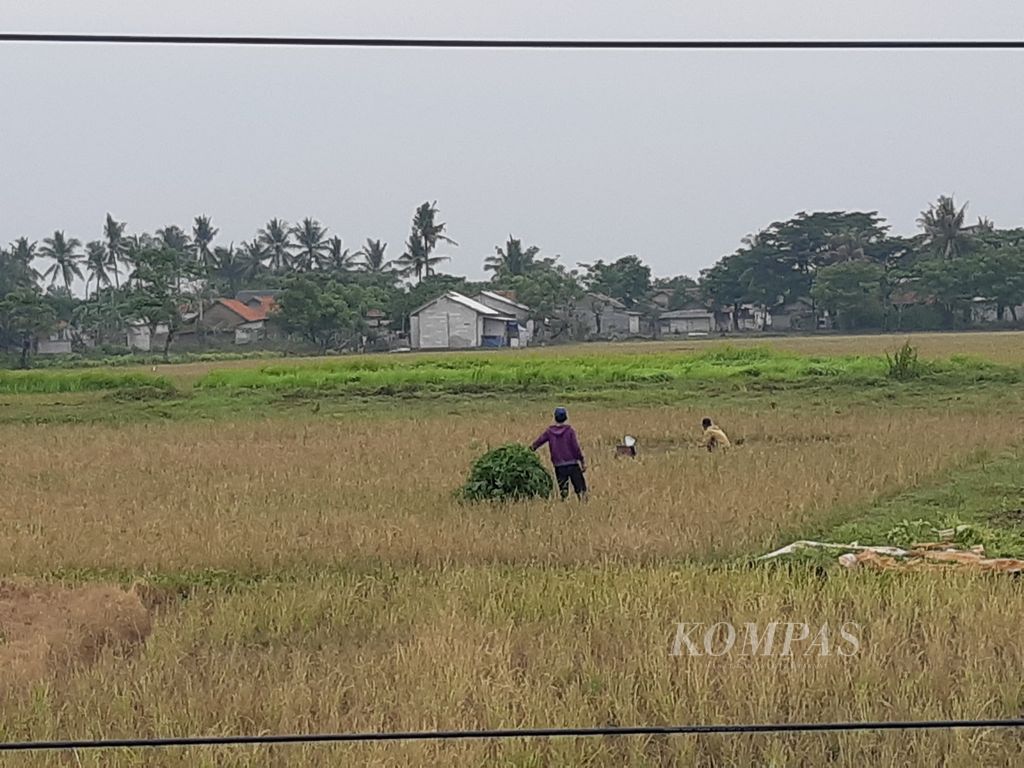 Warga Kecamatan Pakuhaji, Kabupaten Tangerang, Banten, sedang memanen padi, Kamis (30/11/2023). 