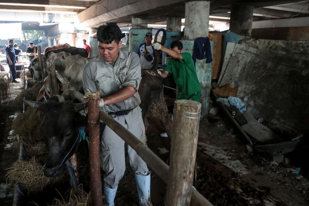 Seorang petugas menahan sapi yang diambil sampel darahnya di tempat penampungan hewan kurban di kawasan Sungai Bambu, Jakarta Utara, Rabu (21/6/2023). Suku Dinas KPKP Jakarta Utara menggencarkan pemeriksaan hewan kurban yang diperjualbelikan sejak Senin (5/6/2023). Pemeriksaan itu meliputi pemeriksaan antraks hingga penyakit kulit berbenjol atau <i>lumpy skin disease</i> (LSD). Hingga saat ini, sudah ada 77 tempat penampungan yang didatangi Sudin KPKP Jakarta Utara untuk diperiksa. Saat ini tercatat baru 4.633 hewan kurban yang telah diperiksa. Pemeriksaan ini dijadwalkan akan berlangsung hingga H-1 Idul Adha. 