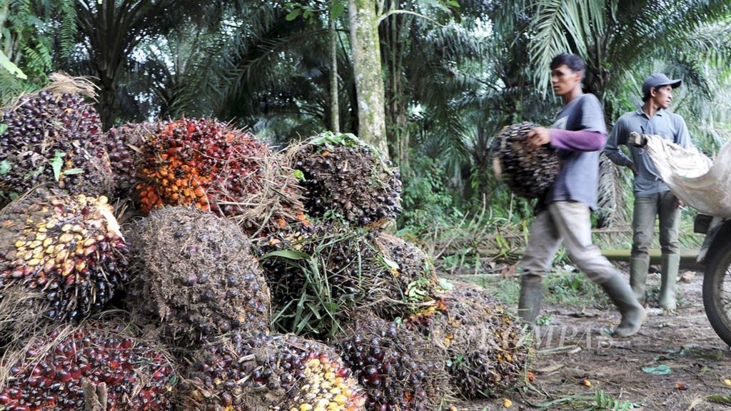 Petani memanen kelapa sawit di Desa Rumah Sumbul, Kecamatan Sinembah Tanjung Muda Hulu, Kabupaten Deli Serdang, Sumatera Utara, Rabu (1/8/2018). Kelapa sawit menjadi penopang ekonomi desa.