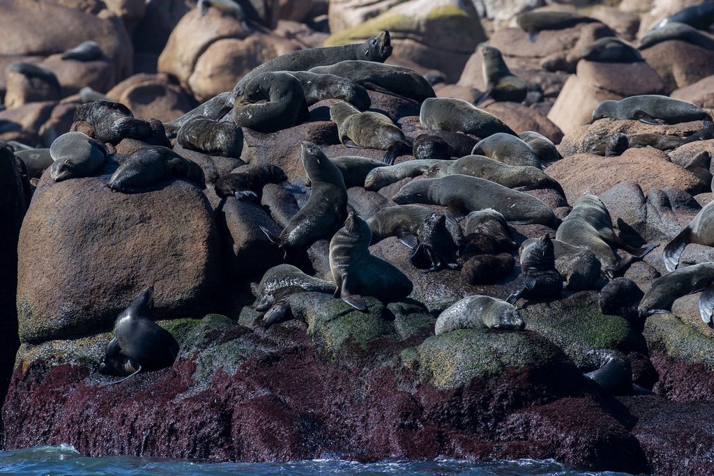 Hamparan anjing laut berbulu berjemur di Isla de Lobos, sebuah pulau kecil yang terletak sekitar 8 km di lepas pantai Punta del Este, Maldonado, Uruguay, Rabu (20/4/2022). Anjing laut berbulu (<i>Arctocephalus australis</i>) dan singa laut (<i>Otaria flavescens</i>) di pulau tersebut menjadi daya tarik wisata.