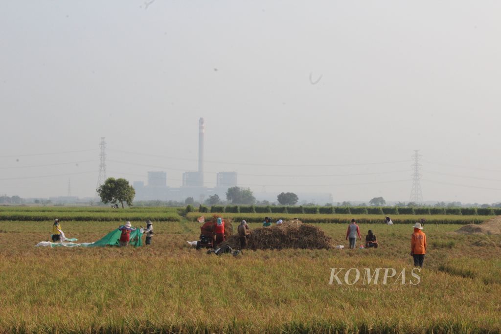 Buruh tani memanen padi di sekitar Pembangkit Listrik Tenaga Uap Indramayu di Desa Karanglayung, Kecamatan Sukra, Kabupaten Indramayu, Jawa Barat, Jumat (13/10/2023). PLTU berkapasitas 3 x 330 megawatt (MW) itu membutuhkan sekitar 12.000 metrik ton batubara per hari.