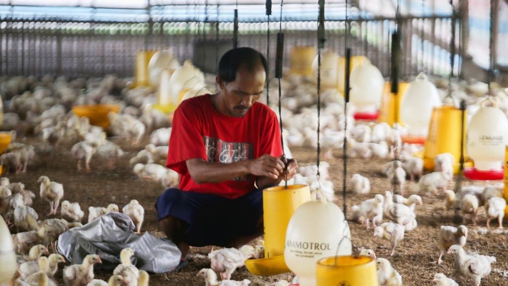 Abas (45), peternak ayam pedaging di kawasan Kampung Kandang, Depok, Jawa Barat, merawat 3.000 anak ayam miliknya, Selasa (28/4/2020). Harga ayam di tingkat peternak jatuh di kisaran Rp 10.000 per kilogram (kg). Harga itu jauh dari harga acuan pembelian dari pemerintah sebesar Rp 19.000-Rp 21.000 per kg. Padahal, biaya produksi di peternakan Abas berkisar Rp 15.000 per kg. Turunnya harga jual di pasaran itu disebabkan kebijakan pembatasan sosial untuk mencegah penularan Covid-19. 