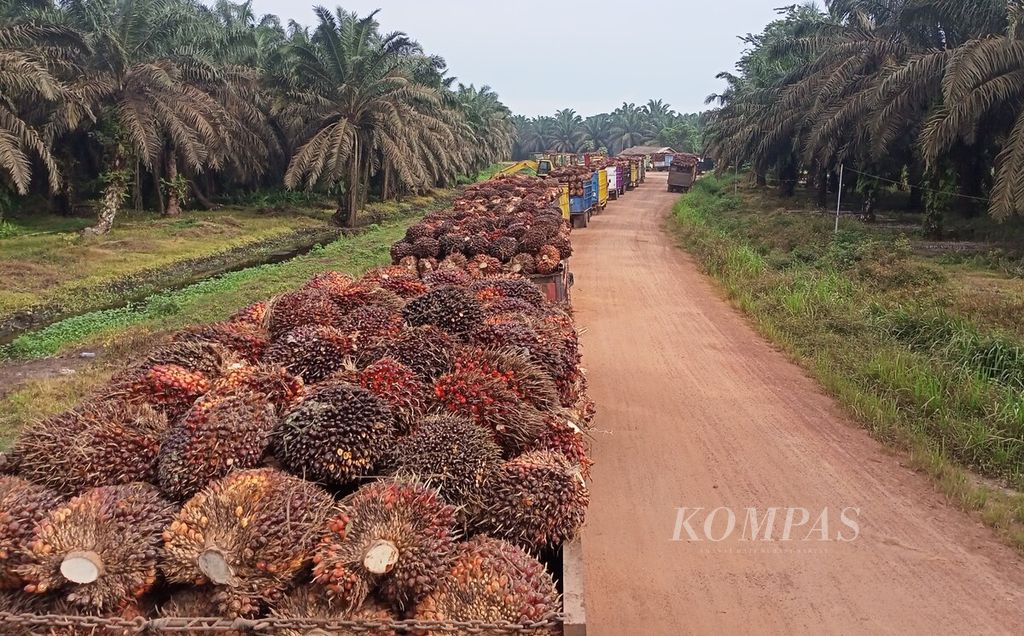 Antrean masuk angkutan pembawa buah sawit menuju pabrik pengolahan minyak sawit di Muaro Jambi, Jumat (25/11/2022). Indonesia-Malaysia mengumumkan koalisi melawan diskriminasi terhadap minyak sawit oleh sejumlah negara. 