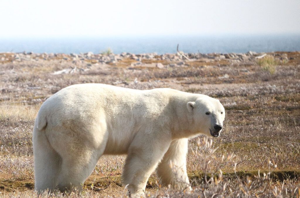 Beruang kutub atau <i>polar bear </i>di Teluk Hudson, Kanada. Hewan yang hidup di iklim ekstrem seperti di kutub berisiko punah.