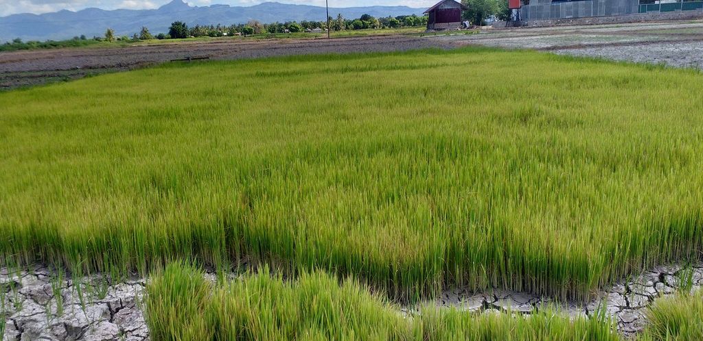 Persemaiam bibit padi milik Frengki Tamoneb, salah satu dari ratusan petani Oesao bakal gagal tanam karena kekeringan. Bibit ini dibeli Frengki seharga Rp 1,6 juta dari toko penyedia bibit.