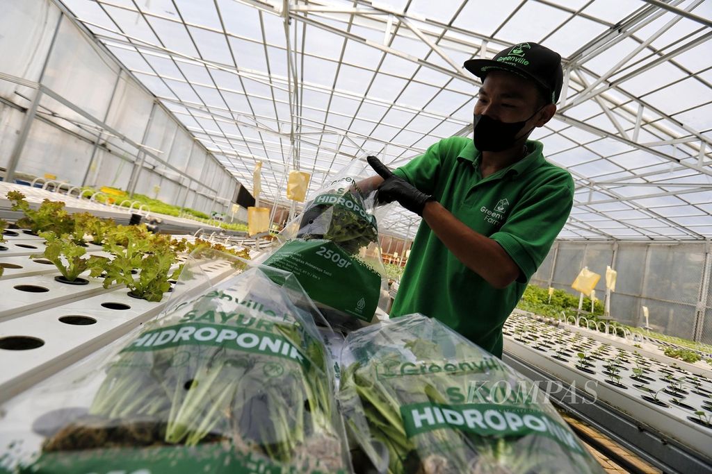 Pekerja mengemas hasil panen sayuran hidroponik yang dibudidayakan oleh Greenville Farm di kawasan Kebon Jeruk, Jakarta, Selasa (16/5/2023). Usaha budidaya yang baru berjalan saat pandemi ini mampu memanen sekitar 1,2 ton sayuran setiap bulan.