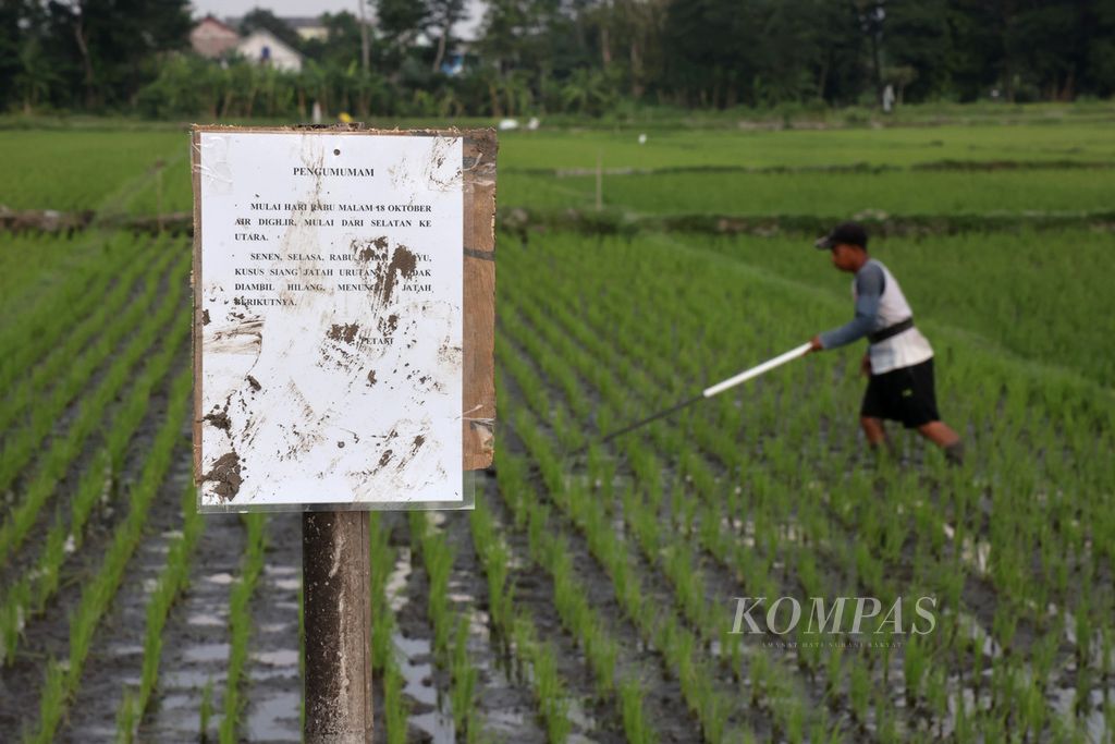 Petani mengolah sawah di lahan yang penggunaan air untuk irigasinya dilakukan secara bergilir di Desa Trirenggo, Kecamatan Bantul, Kabupaten Bantul, Daerah Istimewa Yogyakarta, Selasa (24/10/2023).