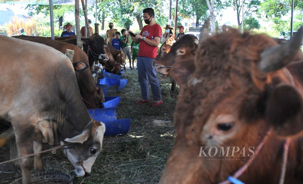 Calon pembeli di kandang sapi kurban di Jalan Kedung Baruk, Surabaya, Jawa Timur, Kamis (23/7/2020). Pemilik usaha Setiawan Basuki mengungkapkan bahwa pada tahun ini sengaja menghadirkan SPG untuk membantu penjualan sapi kurban dan menghadirkan suasana yang berbeda. Sapi-sapi di tempat tersebut dijual Rp 17 juta hingga Rp 60 juta. 