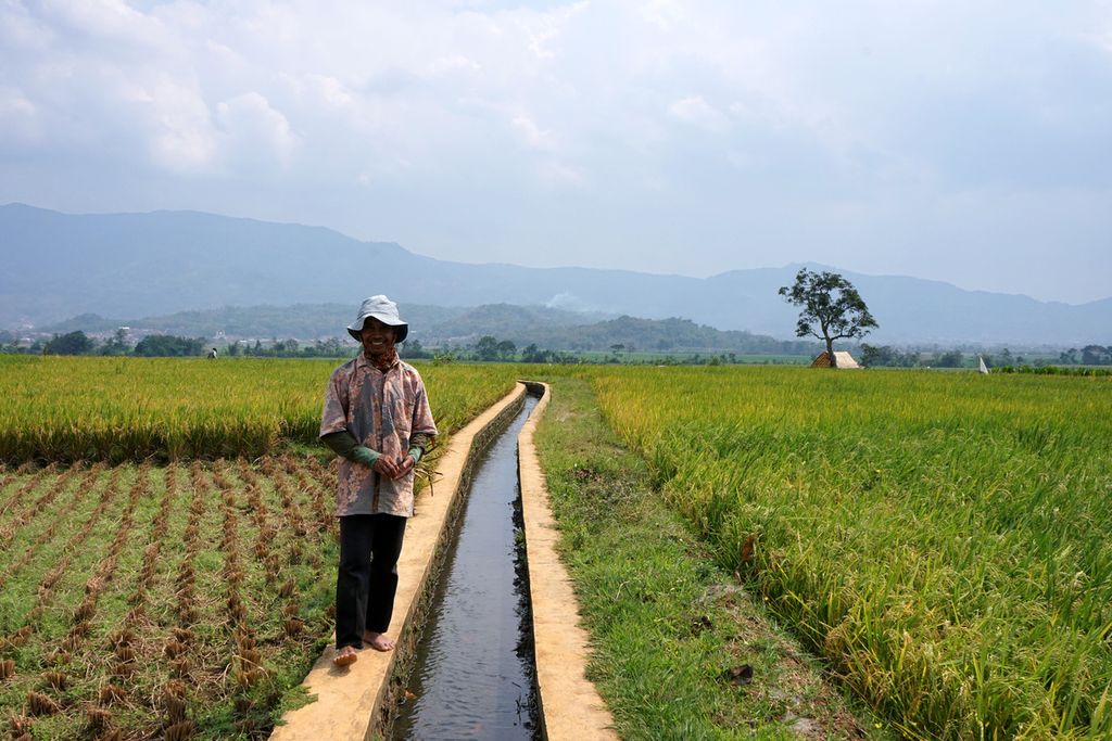Sumitra (58), petani dari Desa Banjaransari, Kecamatan Cikijing, Kabupaten Majalengka, Jawa Barat, ditemui <i>Kompas</i> pada Kamis (4/10/2023).  Dalam setahun, ia dapat menanam dua kali karena ketersediaan air yang memadai untuk menanam padi. 