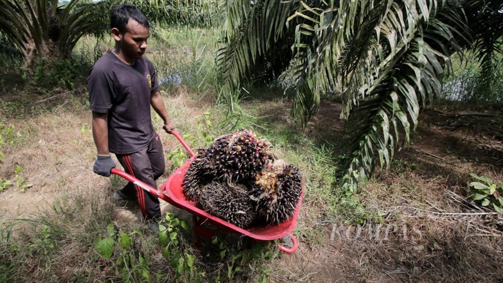 Warga mengambil hasil kebun berupa buah kelapa sawit di kawasan Alue Gro, Kecamatan Sampoiniet, Kabupaten Aceh Jaya, Aceh, Sabtu (23/1/2016).