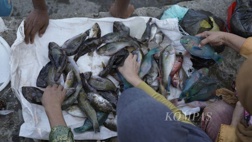 Warga memilih ikan segar hasil tangkapan nelayan di Pantai Malabro, Kecamatan Teluk Segara, Bengkulu, Kamis (25/7/2019). Nelayan mencari ikan pada malam hari di sekitar Pulau Tikus dengan cara menembak. Ikan dijual rata-rata Rp 25.000 per kg. 