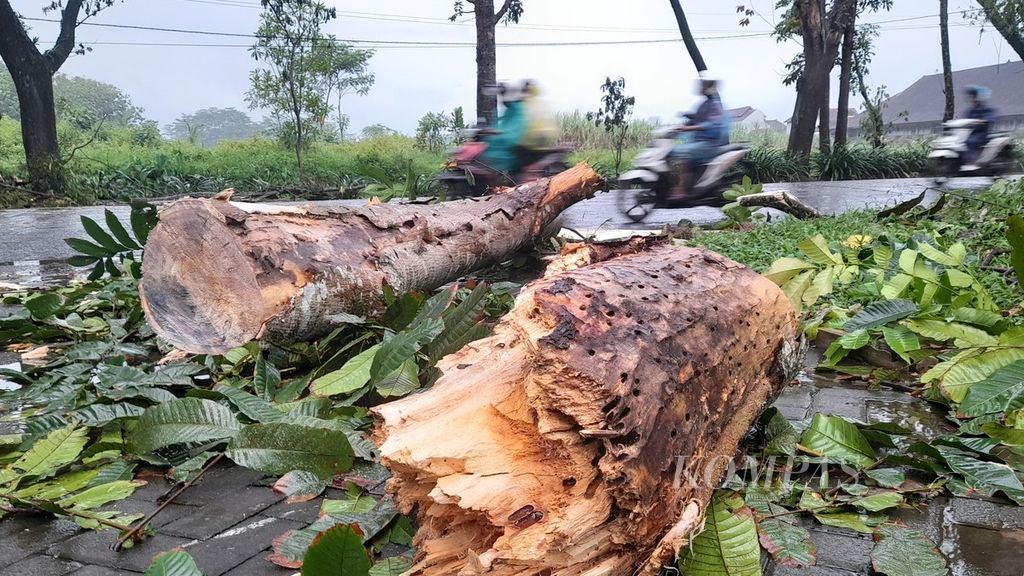 Sisa-sisa batang pohon yang patah akibat hujan deras masih teronggok di tepi Jalan Mayjen Sungkono, Kota Malang, Jawa Timur, Jumat (11/11/2022) sore. Pohon tumbang menewaskan seorang pengendara sepeda motor.