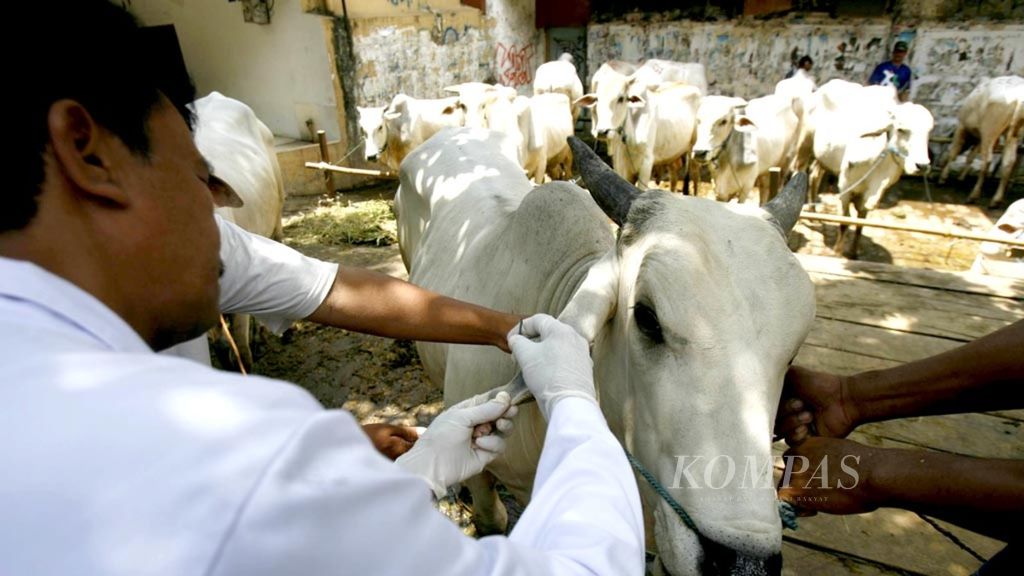 Petugas pemeriksa kesehatan hewan dan daging dari Balai Kesehatan Hewan dan Ikan (BKHI) Ragunan mengambil sampel darah dari sapi untuk diperiksa apakah terjangkiti antraks, di Jalan DI Panjaitan, Jakarta Timur, Selasa (2/12). Sapi-sapi kurban tersebut didatangkan dari Madiun, Jawa Timur, dan dijual Rp 8 juta untuk umur 2,5 tahun dan Rp 17 juta untuk umur 4,5 tahun-5 tahun. 