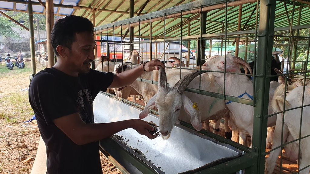 A number of goats belonging to Ali (36), a sacrificial animal trader from Subang, West Java, were seen at a sacrificial animal market stall on Jalan Pangeran Antasari, Cilandak, South Jakarta on Sunday (June 11, 2023).