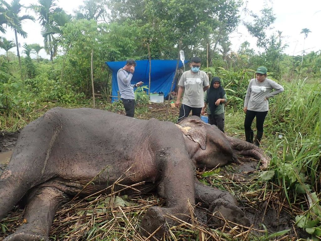 Satu gajah sumatra jenis kelamin betina mati dalam perawatan di Pusat Latihan Gajah (PLG) Saree, Kabupaten Aceh Besar, Provinsi Aceh, Minggu (27/2/2022). Gajah tersebut ditemukan dalam keadaan kritis diduga karena diserang bakteri.