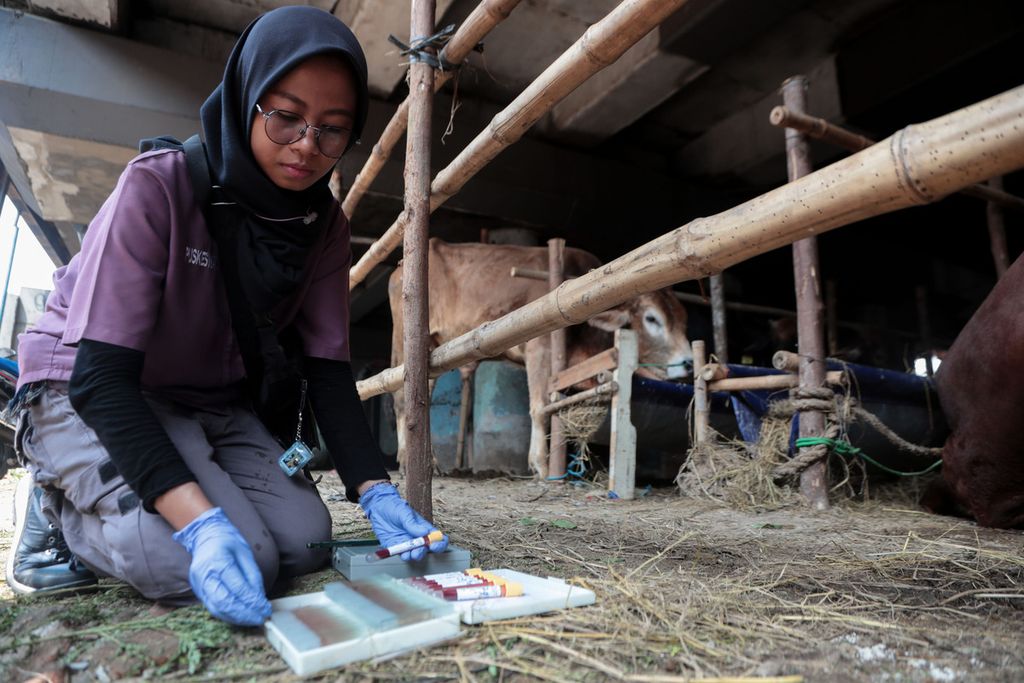 Petugas menyusun sampel darah hewan kurban yang diperjualbelikan di tempat penampungan hewan kurban di kawasan Sungai Bambu, Jakarta Utara, Rabu (21/6/2023).