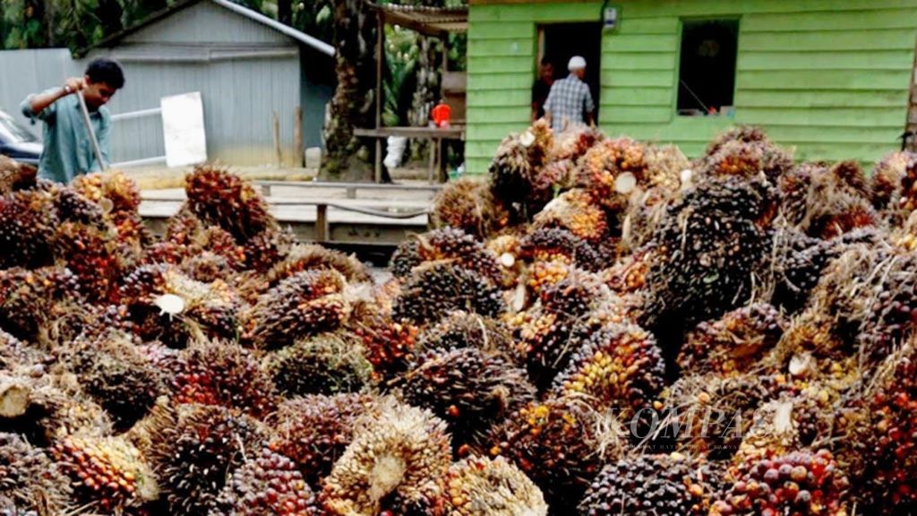Tumpukan kelapa sawit di tempat penampungan milik agen di Desa Gagak, Kecamatan Alue Bili, Kabupaten Nagan Raya, Aceh, sebelum diangkut ke pabrik minyak kelapa sawit, Senin (25/6/2018). Harga tandan buah segar kelapa sawit di Kabupaten Nagan Raya sebulan terakhir anjlok.