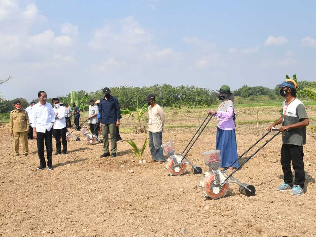 Presiden Joko Widodo meninjau penanaman tanaman pangan di Desa Giriroto, Kabupaten Boyolali, Jawa Tengah, Kamis (11/6/2022).