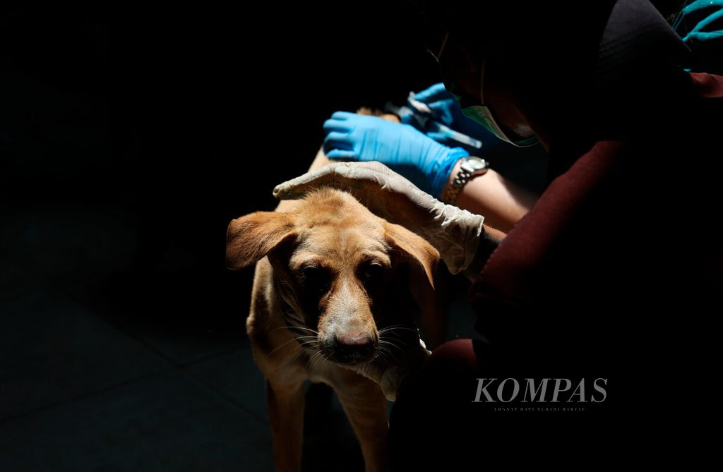 Sukarelawan merawat anjing di sebuah tempat di Kota Semarang, Jawa Tengah, Selasa (9/1/2024). Sebelumnya pada Sabtu (6/1/2024), polisi dan aktivis Animal Hope Shelter Indonesia menghentikan truk bermuatan 226 ekor anjing di gerbang Tol Kalikangkung, Semarang. 