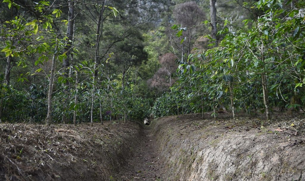 Ladang kopi milik Sili Gombo di Kampung Kugima, Distrik Wolo, Jayawijaya, Papua, Rabu (17/11/2021). 