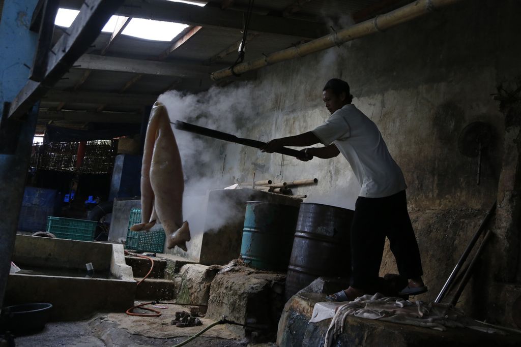 Pekerja merebus kulit sapi setelah dibersihkan bulunya di sentra pembuatan kerupuk kulit di kawasan Katulampa, Bogor, Jawa Barat, Minggu (27/8/2023). Sulitnya mendapatkan kulit sapi berkualitas baik menjadikan pemilik usaha ini setiap hari hanya bisa mengolah 1,5-2 kuintal kulit sapi untuk dijadikan kerupuk. Selain didistribusikan ke wilayah Bogor, kerupuk seharga Rp 120.000 per kilogram ini juga dijual hingga ke Jakarta.