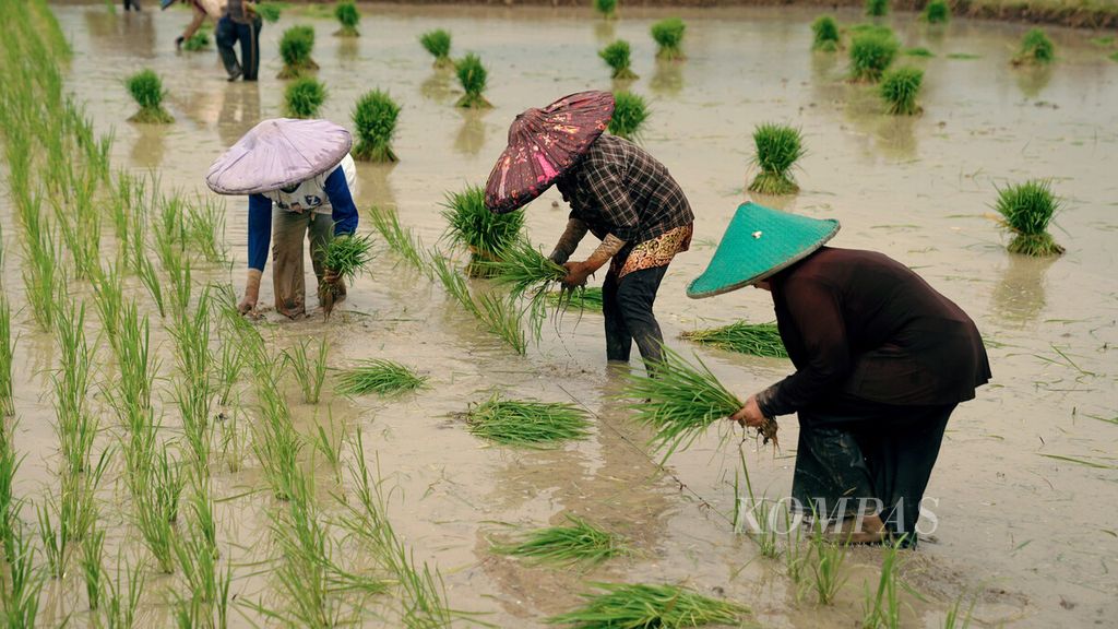 Buruh tani yang didominasi orang tua menanam bibit padi berusia 25 hari di Desa Ranca Labuh, Kecamatan Kemiri, Kabupaten Tangerang, Banten, Minggu (16/1/2022). 