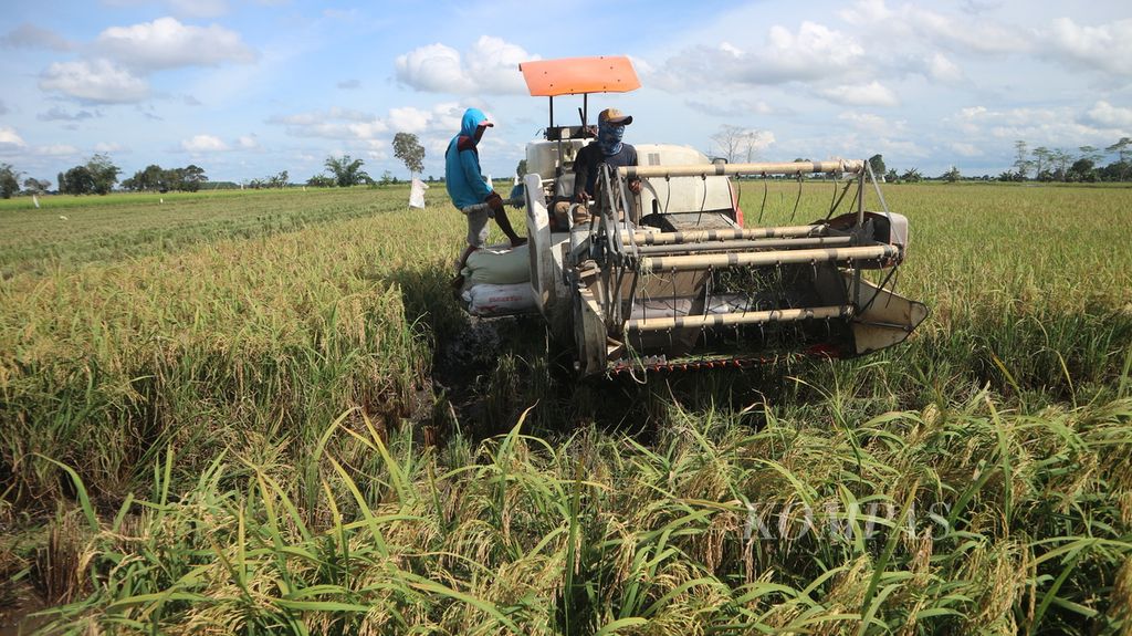 Belanti Siam farmers, Pulang Pisau Regency, Central Kalimantan, began harvesting on Friday (29/1/2021). The harvest this time in the food barn village did not meet the target.