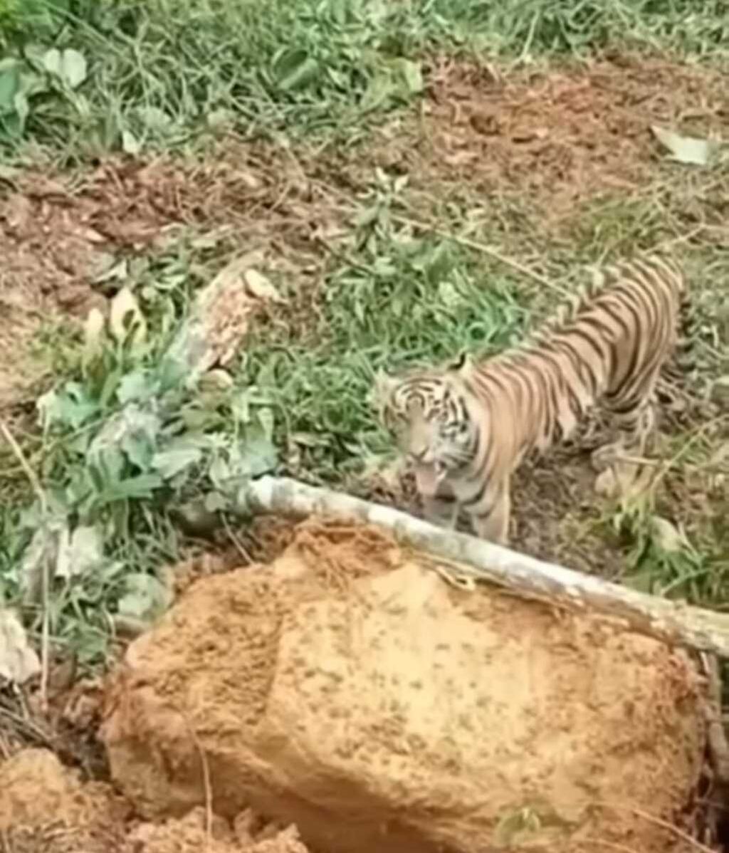 Tangkapan layar video harimau yang menghadang ekskavator saat pembukaan lahan untuk perkebunan sawit di Kabupaten Pasaman Barat, Sumatera Barat, Senin (17/1/2022).