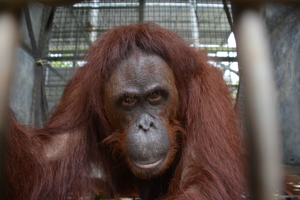 Mia, salah satu orangutan yang dilepasliarkan Yayasan BOS ke TNBBBR, di Kabupaten Katingan, Kalteng, Rabu (15/1/2020).
