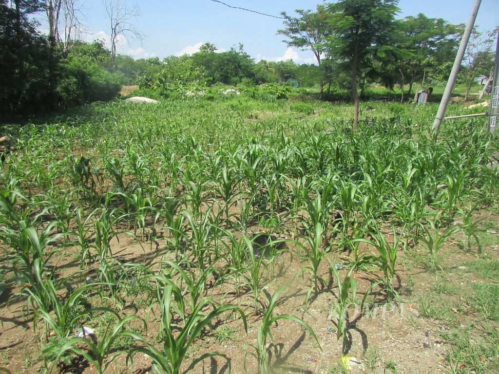 Sepetak jagung di Desa Penfui Timur, Kabupaten Kupang, Rabu (3/1/2024), sedang terancam gagal panen, jika tidak segera turun hujan. Tampak daun jagung sudah mulai menggulung. Kondisi seperti ini terjadi di sebagian besar lahan jagung petani saat ini di NTT.