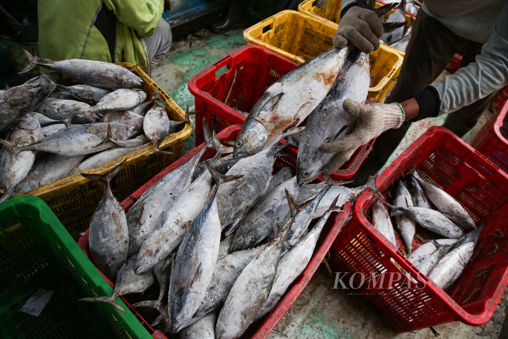 Pekerja memilah ikan dari muatan KM Mustika Sari di Pelabuhan Muara Angke, Jakarta Utara, Kamis (1/2/2024). Sepanjang tahun 2023, produksi perikanan Indonesia tercatat sebesar 24,74 juta ton, meliputi perikanan tangkap, budidaya, dan rumput laut. 