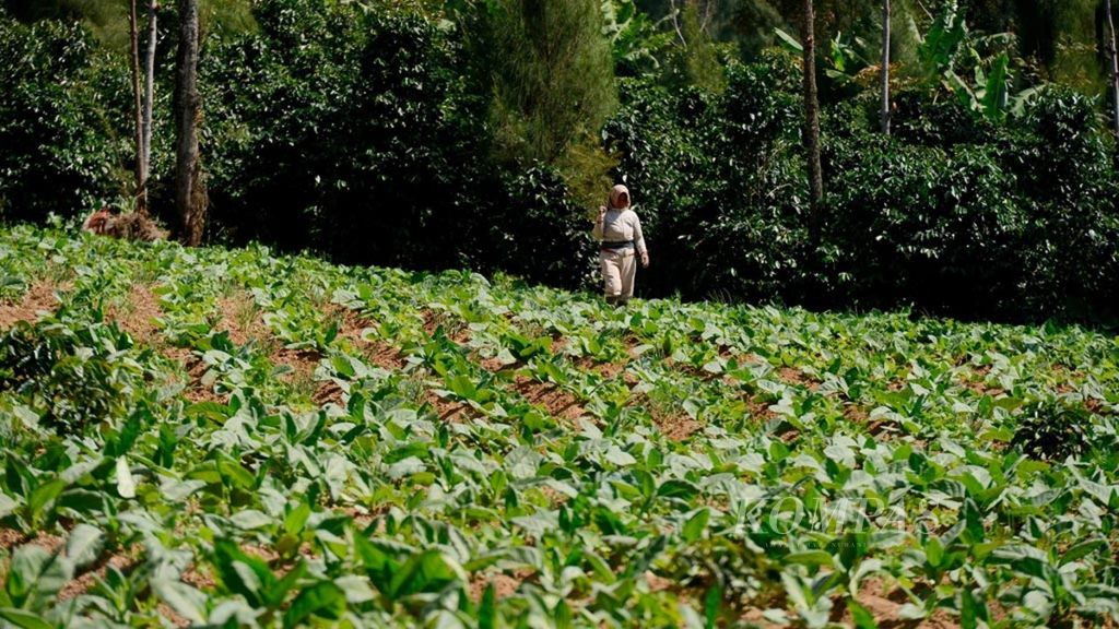 Warga menanam tembakau di antara tanaman kopi di Desa Posong, Kecamatan Kledung, Kabupaten Temanggung, Jawa Tengah, Kamis (23/5/2019). Dalam beberapa tahun ini mereka juga menanam kopi dengan cara lahan tumpangsari bersama sayur atau tembakau.