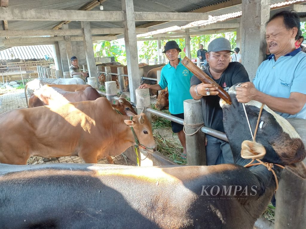 Sejumlah pekerja meminumkan ramuan jamu tradisional ke sapi di tempat penjualan sapi di Desa Segoroyoso, Kecamatan Pleret, Kabupaten Bantul, Daerah Istimewa Yogyakarta, Selasa (14/6/2022). 