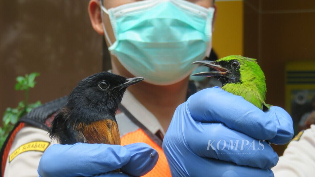 Pihak Karantina Pertanian Surabaya menggagalkan upaya perdagangan ilegal 259 ekor burung murai hitam dan cucak hijau asal Balikpapan, Kalimantan Timur, Selasa (15/12/2020).