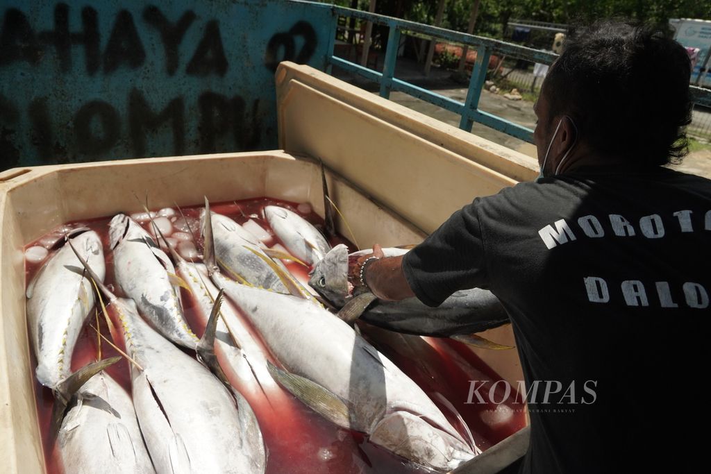 Pekerja bersiap membawa ikan hasil setoran nelayan ke Koperasi Sangowo untuk dibawa ke Sentra Kelautan dan Perikanan Terpadu di Morotai, Maluku Utara, Agustus 2023.