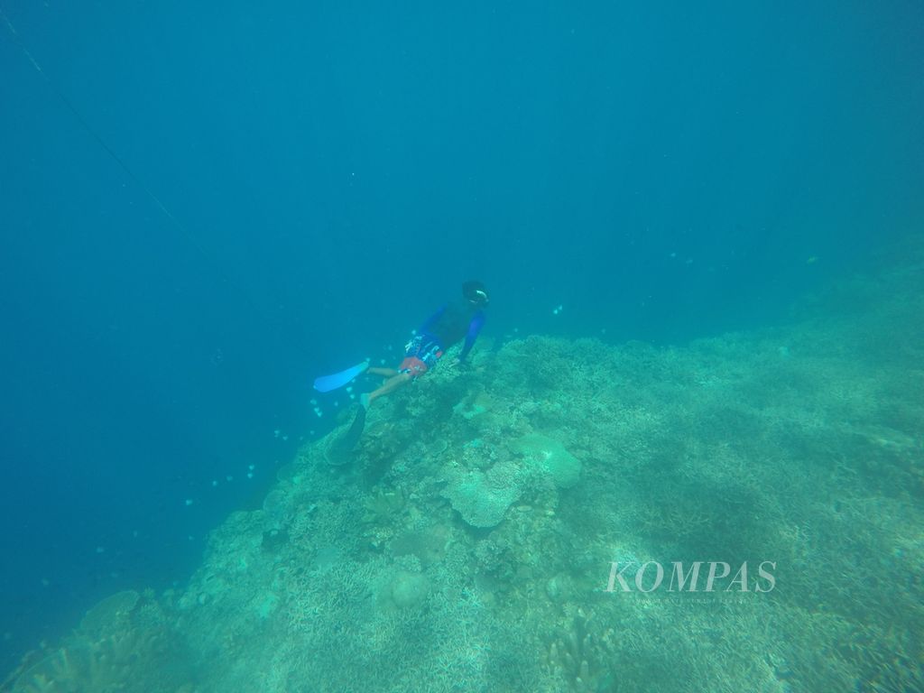 Seorang pemandu menyelam di dekat hamparan terumbu karang Taman Laut Olele, Jumat (7/10/2022).