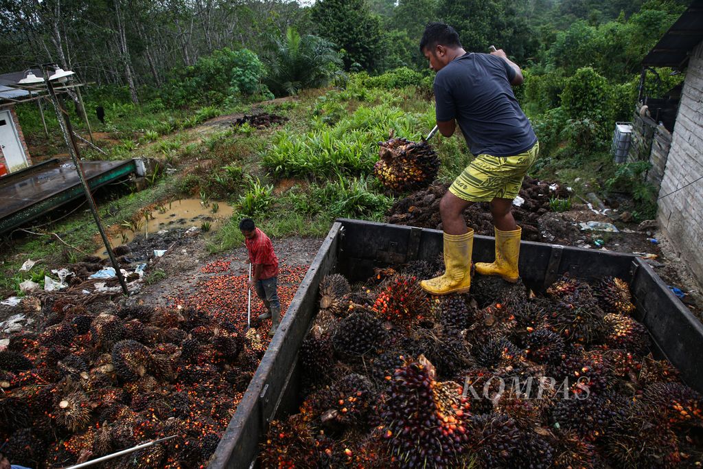 Pekerja mengatur tandan buah sawit di atas truk pengangkut di Desa Semoi 2, Sepaku, Kabupaten Penajam Paser Utara, Kalimantan Timur, Kamis (11/3/2021). 